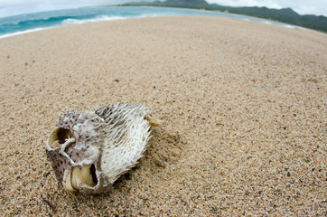 Fototapeta premium Dead fish washed ashore after a hurricane