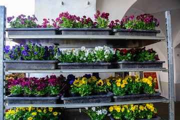 Close up of flowers in vivid colors in boxes