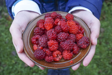 Plate with raspberries in hands