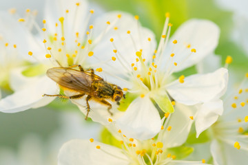 Fly on plum flower with pollen in springtime. Plum blossom macro with green background