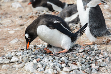Naklejka premium Gentoo penguin with chicks in nest