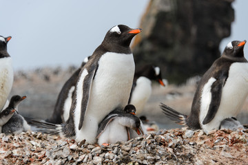 Naklejka premium Gentoo penguin with chicks in nest