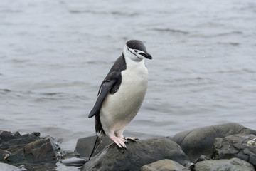 Chinstrap penguin on the beach