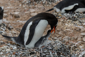 Fototapeta premium Gentoo penguin with chick in nest