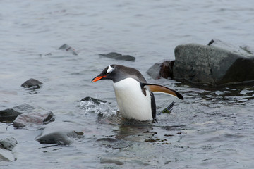 Gentoo penguin going in water