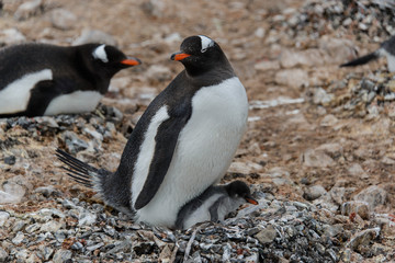 Gentoo penguin with chick in nest