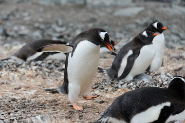 Naklejka premium Gentoo penguin with stone in beak