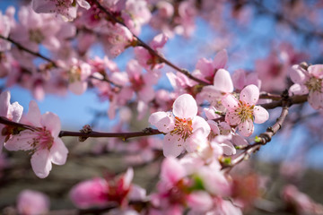 Fototapeta na wymiar Blooming beautiful pink peach flowers on branches with blue sky in background. April spring tree blossom