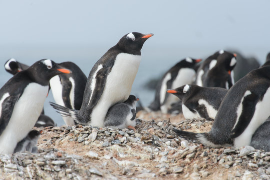 Gentoo penguin with chicks in nest