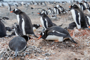 Fototapeta premium Gentoo penguin in nest aggressive open beak