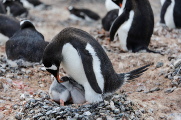 Naklejka premium Gentoo penguin with chicks in nest