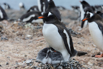 Gentoo penguin with chicks in nest