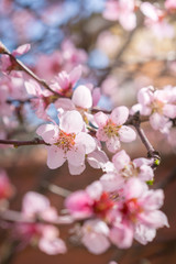 Blooming beautiful pink peach  flowers on branches with blue sky in background. April spring tree blossom