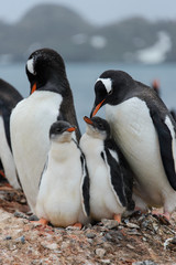 Gentoo penguin with chicks in nest