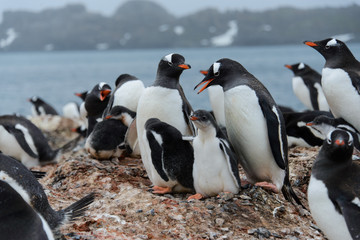 Naklejka premium Gentoo penguin with chicks in nest