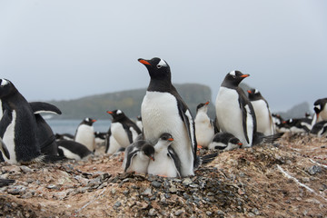 Obraz premium Gentoo penguin with chicks in nest