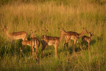 wildebeest with impala