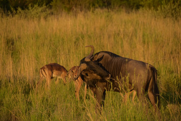 wildebeest with impala