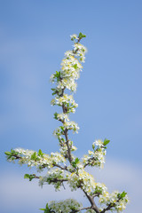 flowered plum branch with white flowers and blue sky background
