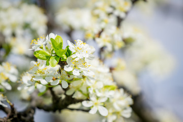 flowered plum branch with white flowers and blue sky background