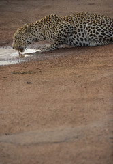 Fototapeta na wymiar leopard drinking water
