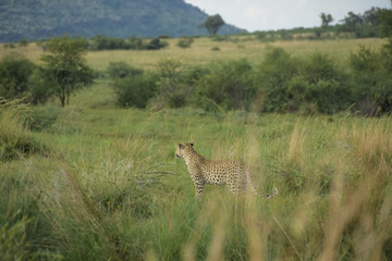 leopard walking