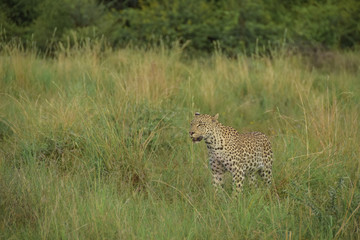 leopard standing - side view
