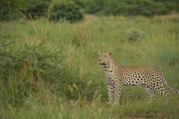 leopard standing - side view
