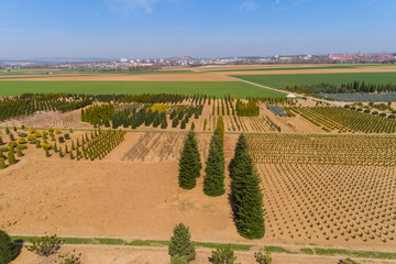 Luftaufnahme Blick über eine Baumpflanzung auf Felder und ein Dorf in Baden Würtemberg