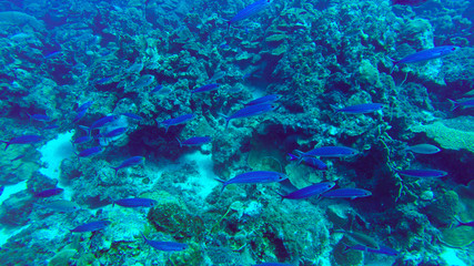 Obraz premium Fische im Riff 