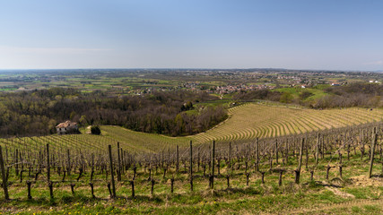 Fototapeta na wymiar Embrace of the Vineyards on the hills of Friuli