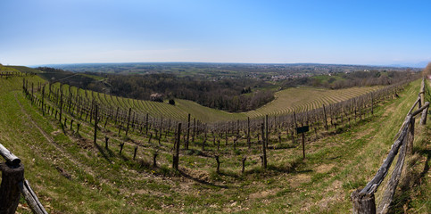 Fototapeta premium Embrace of the Vineyards on the hills of Friuli