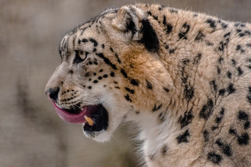 Snow Leopard, (Panthera uncia), face very close looking to the left
