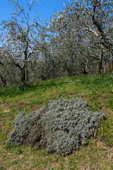 Olive groves on the hills