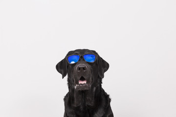 portrait of a beautiful black labrador wearing modern sunglasses. White background. Pets indoors, home or studio, lifestyle. Summer.