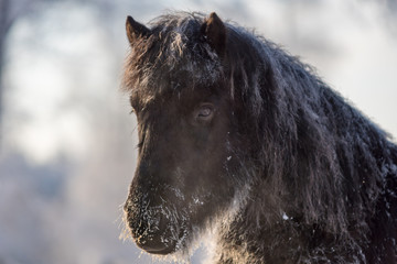 Tough celandic horse in freezing winter