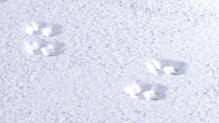 Paw prints in snow. 3d illustration