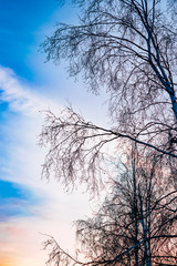 Dark tree silhouettes on blue sky background with pink sunset, winter evening landscape
