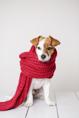 portrait of a cute young small dog looking at the camera with a red scarf covering him. White background