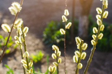 willow branches in the garden, spring flowers, the concept of spring, close-up. macrophotography © Andrii Yalanskyi