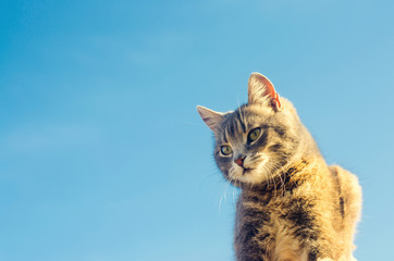 gray cat on a blue background in sunlight. cat in the sky. a pet. beautiful kitten. place for text