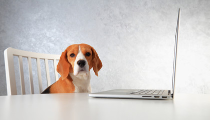 Beagle dog and laptop