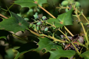 Fruits of Japanese mahonia