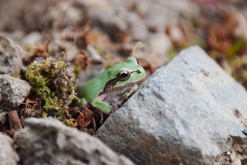 a frog awaken from hibernation / 冬眠から覚めたアマガエル(横から)