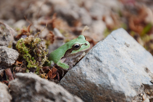 A Frog Awaken From Hibernation 冬眠から覚めたアマガエル 横から Stock 写真 Adobe Stock