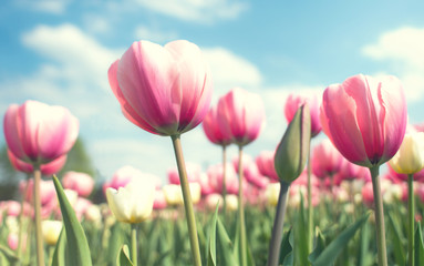 Group tulips in the park