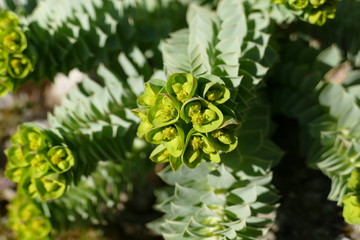 Grüne Stachelpflanze