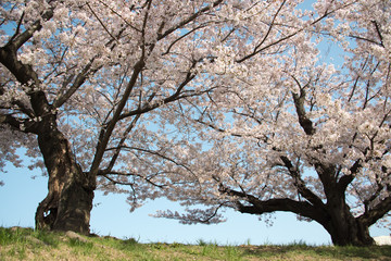 さくら　にぎやかな花見　　
