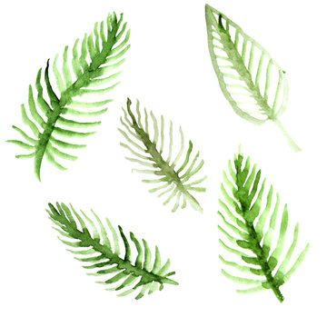 Watercolor palm tree leaves set. Green fronds collection. Illustration isolated on white background