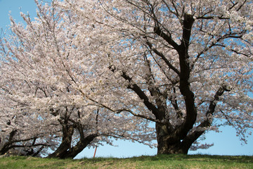 さくら　にぎやかな花見　　